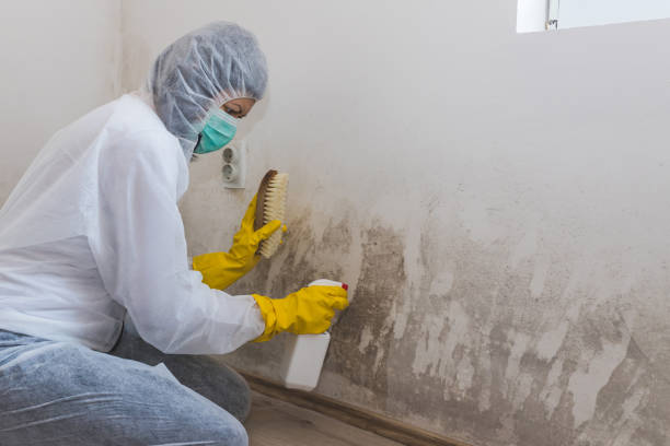 Best Attic Mold Remediation in Commerce, CA