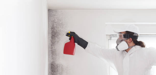 Best DIY Mold Remediation Support Services in Commerce, CA
