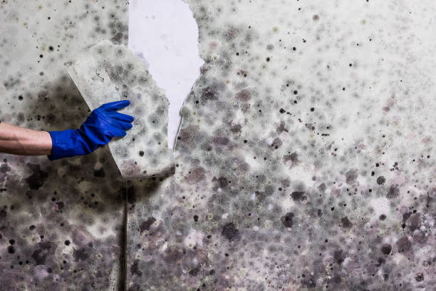  Commerce, CA Mold Removal Pros