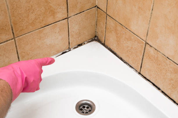 Best Industrial Mold Remediation in Commerce, CA